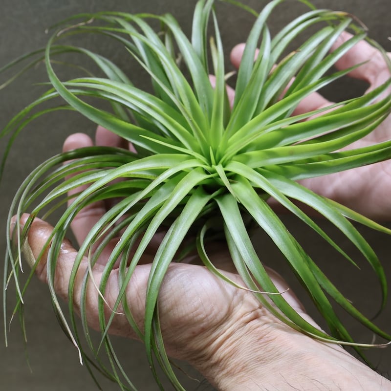 ブラキカウロス シュプリーム 09号 | air-plants TENGU-DO