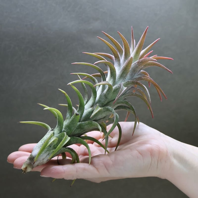 イオナンタ バンハイニンギー 53号 | air-plants TENGU-DO イオナンタ バンハイニンギー 53号 | air-plants TENGU-DO