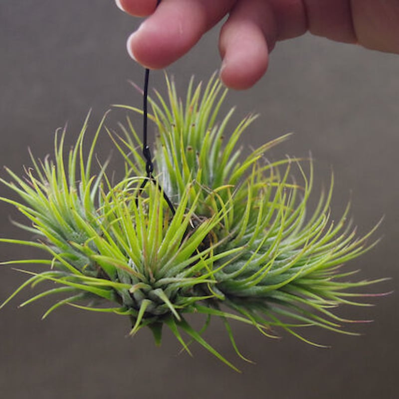 【まぁ様確認用】　イオナンタ ストリクタ イオナンタ ストリクタ 07号 | air-plants TENGU-DO