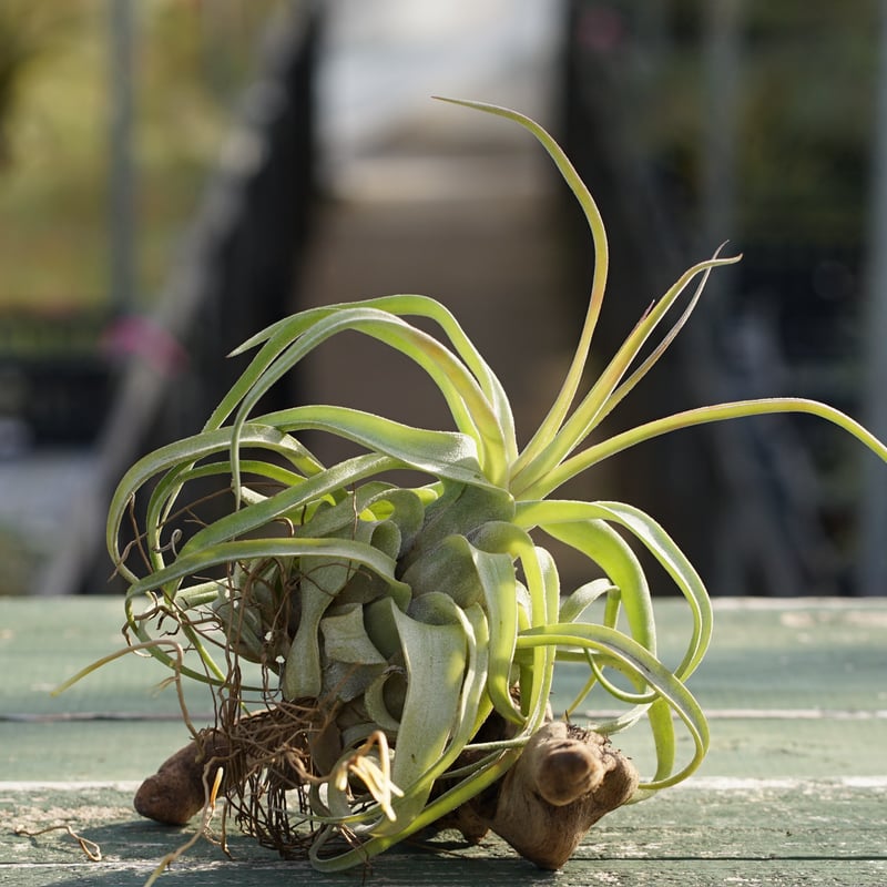 スタッフ特選】ストレプトフィラ 子株 B号 | air-plants TENGU-DO