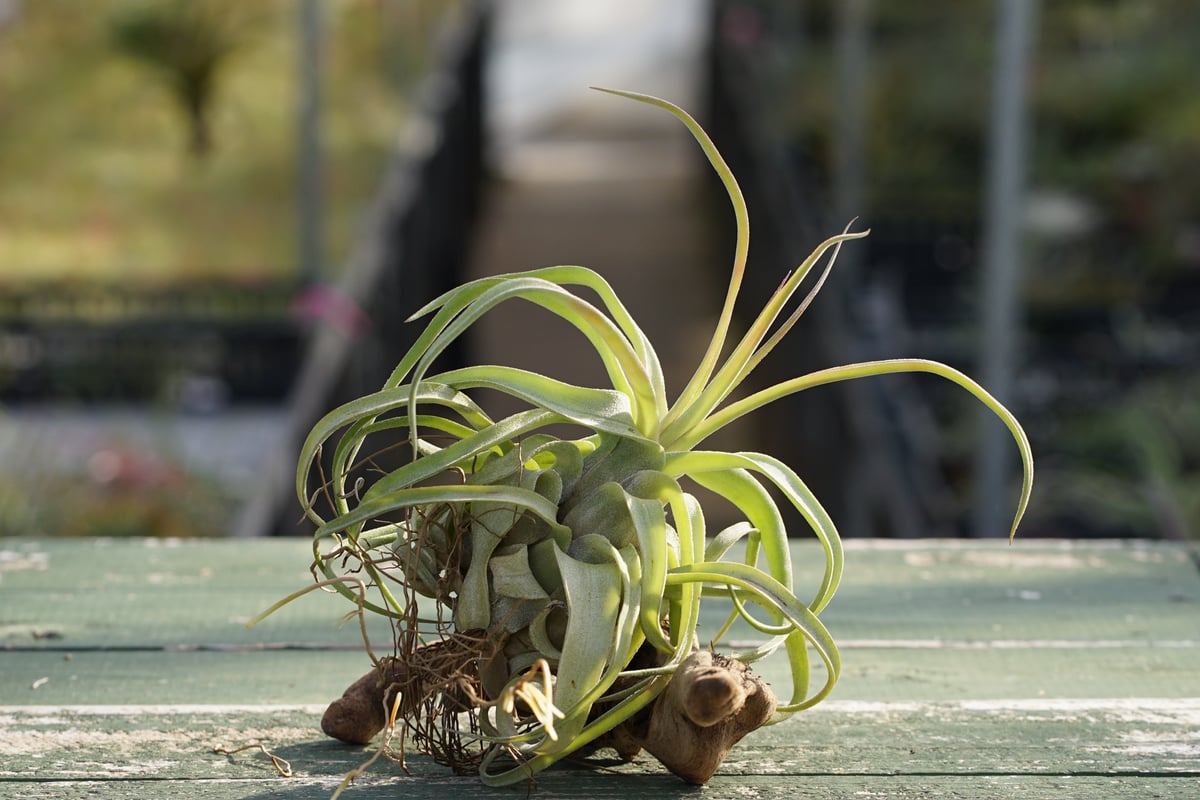 スタッフ特選】ストレプトフィラ 子株 B号 | air-plants TENGU-DO