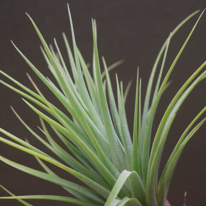 イオナンタ ファットボーイ 20号 | air-plants TENGU-DO