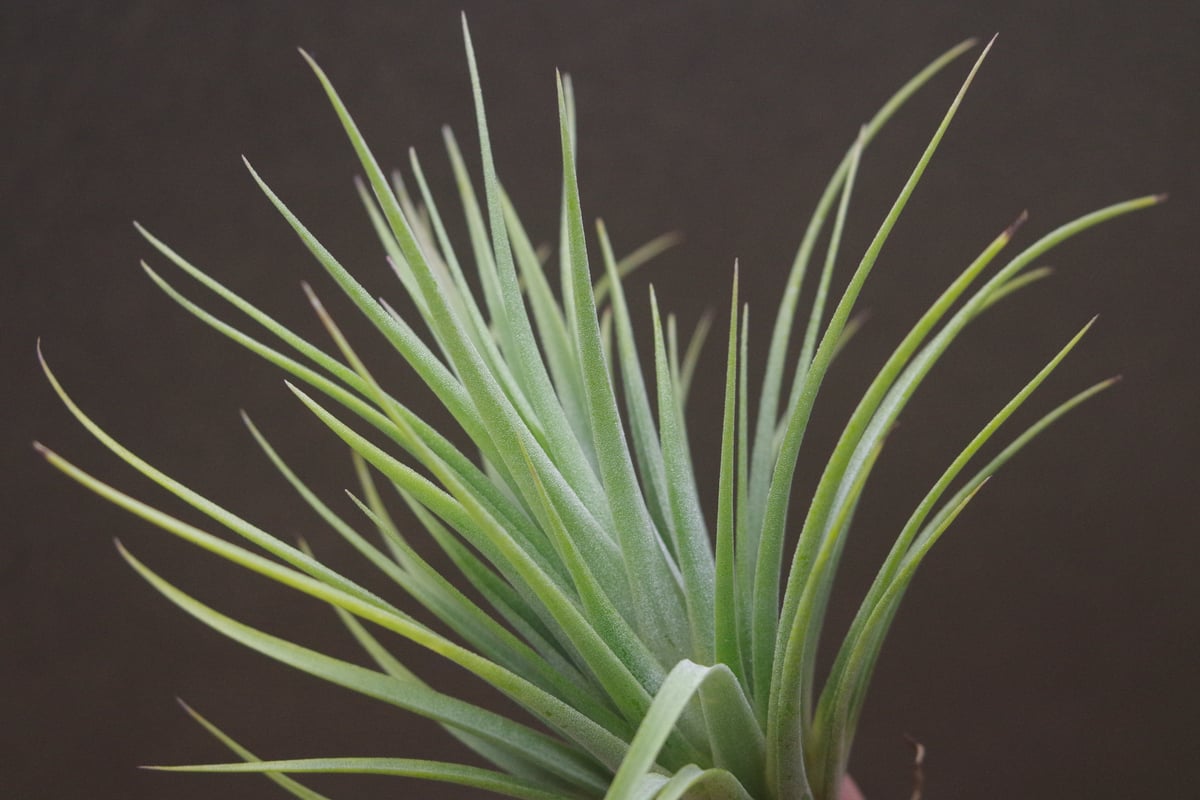 イオナンタ ファットボーイ 20号 | air-plants TENGU-DO
