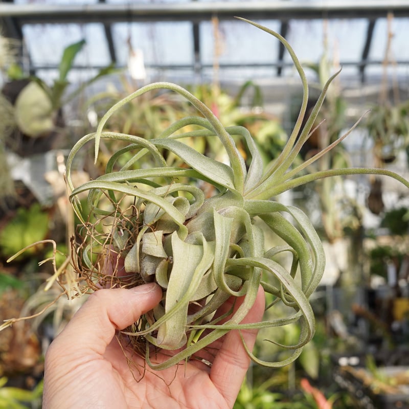 スタッフ特選】ストレプトフィラ 子株 B号 | air-plants TENGU-DO