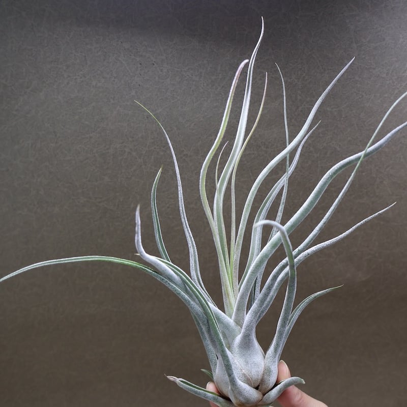 【タイ直輸入 極レア】ティランジア・ブルボーサ GiantBelize ティー／タイ （エーレルシアナ×ブルボーサ） 33号 | air-plants TENGU-DO