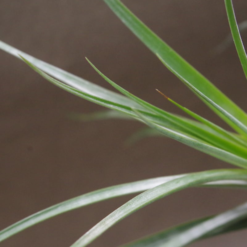 ハリスコモンティコラ 03号 | air-plants TENGU-DO