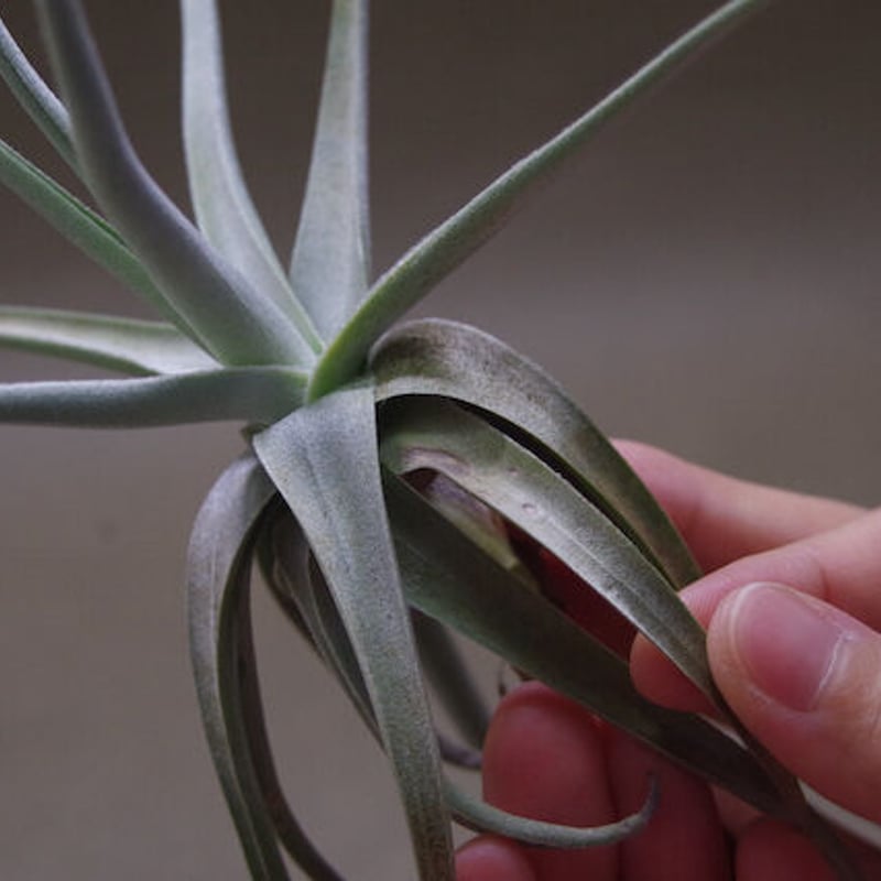 デュラティ×ガルドネリ 03号 | air-plants TENGU-DO