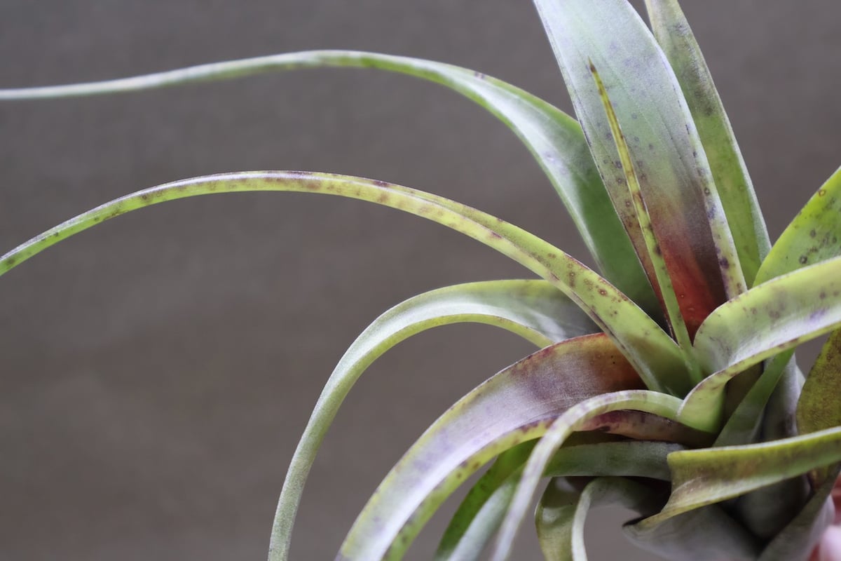 フレクスオーサ 13号 | air-plants TENGU-DO