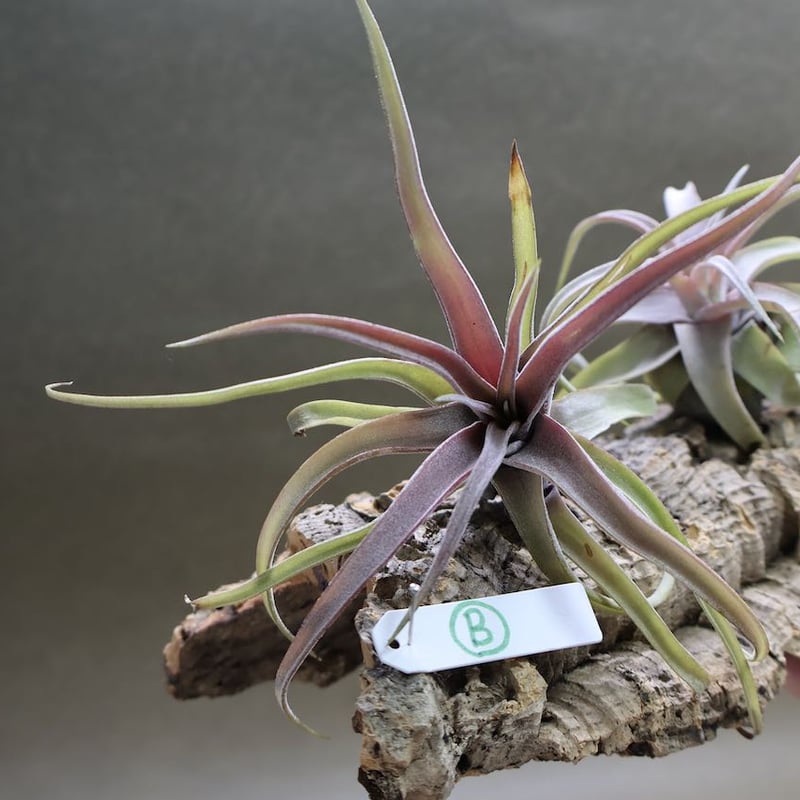 ストレプトフィラ 選抜株 | air-plants TENGU-DO