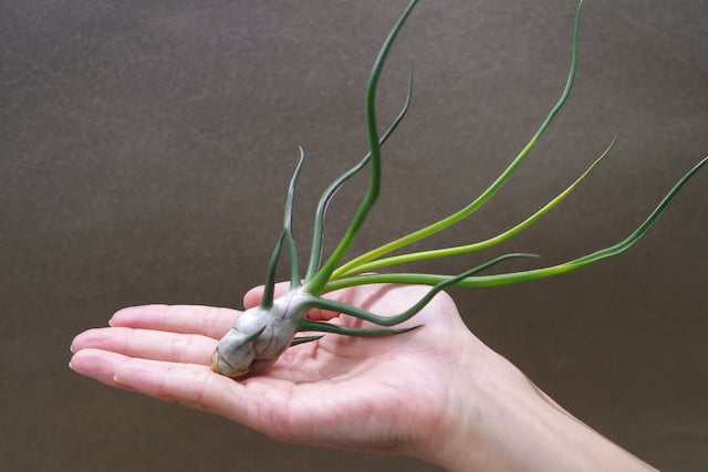 チランジアブルボーサ ベリーズ x バンハイニンギー Davis苗