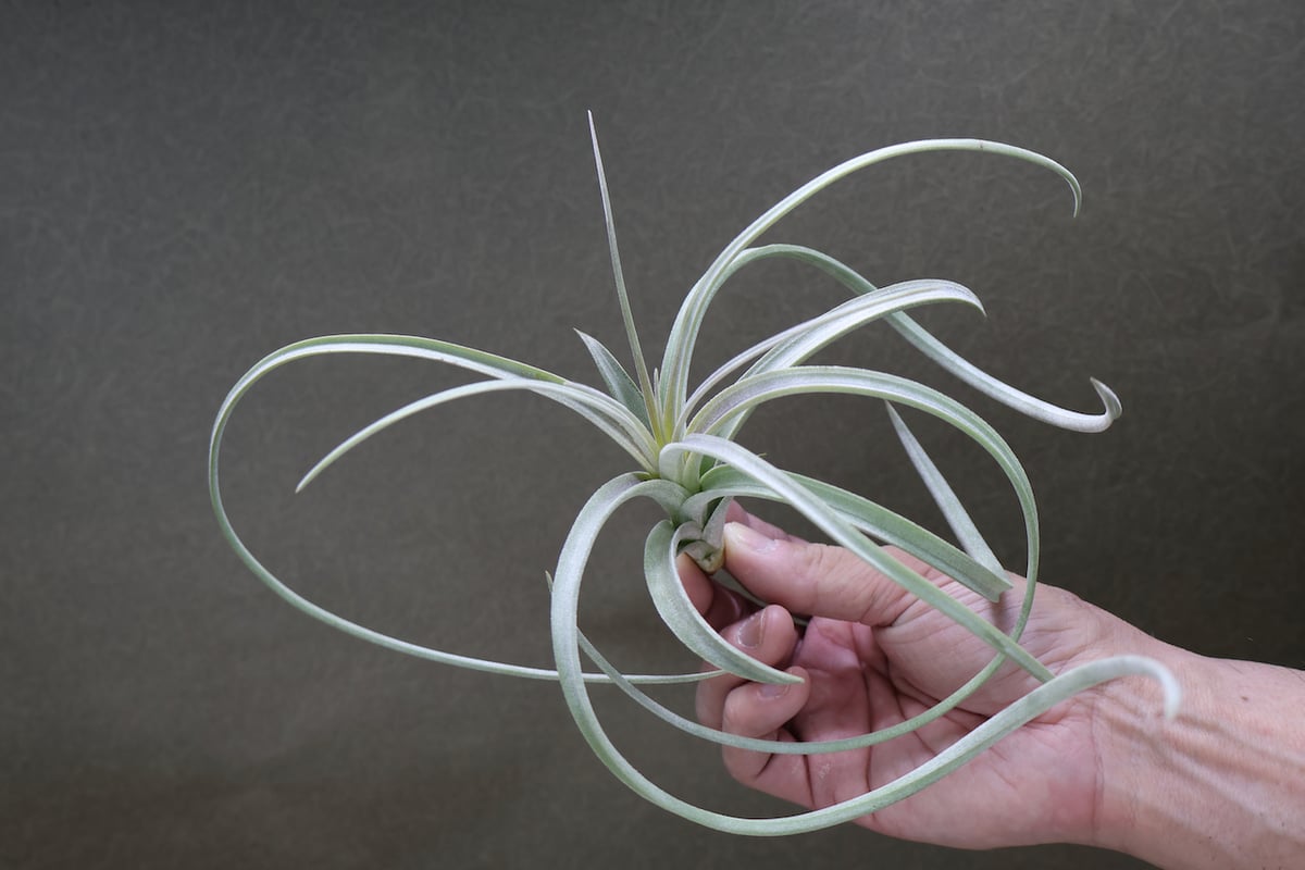 エアプランツ チランジア 超特大株 エクセルタ エアプランツ チランジア 超特大株 エクセルタ エアープランツ