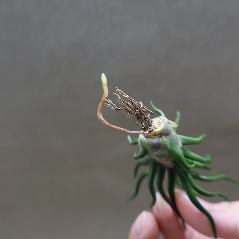 チランジア　ブルボーサ　タイニーダンサー Amazon.co.jp: (現品) チランジア ブルボーサ 'タイニーダンサー' (No