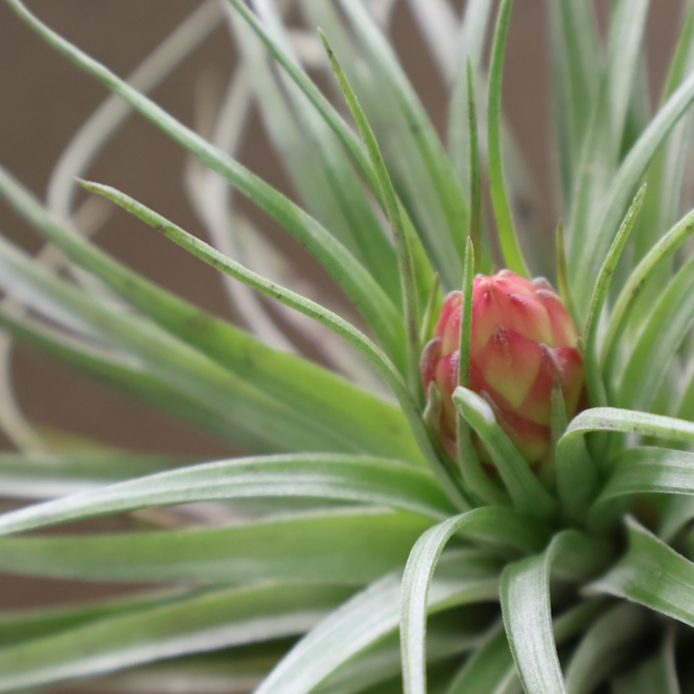 ストリクタ ハードリーフ 花芽付き株 04号 | air-plants TENGU-DO