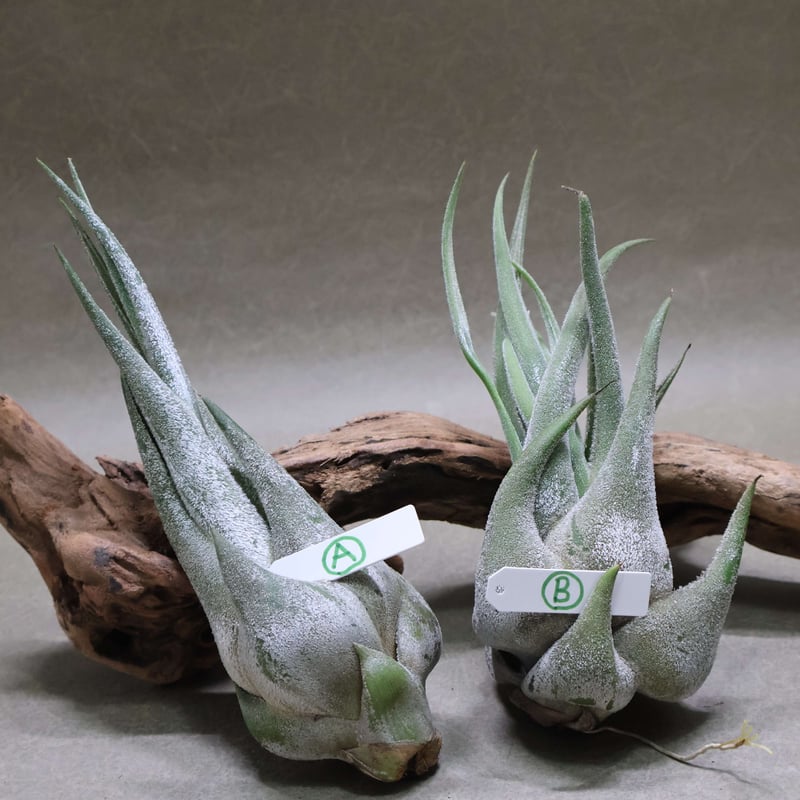 セレリアナ M size | air-plants TENGU-DO