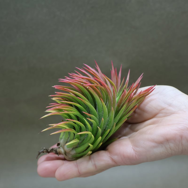 イオナンタ ウアメルラ 65号 | air-plants TENGU-DO