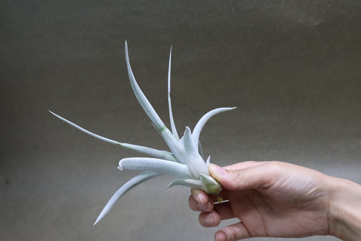 シルバートーチ （キセログラフィカ ×チアペンシス）02号 | air-plants