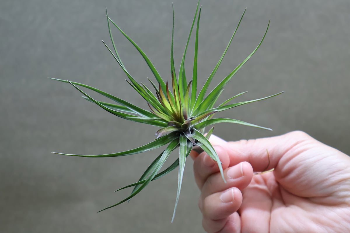 モンタナ　US株　選抜種　大株　40cmオーバー モンタナ パープルフォーム 03号 | air-plants TENGU-DO
