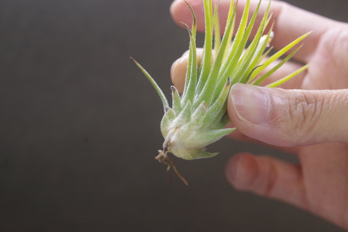 Tillandsia チランジア　4種類　18株セット（イオナンタ　アルビノ等） Tillandsia チランジア 4種類 18株セット（イオナンタ アルビノ等