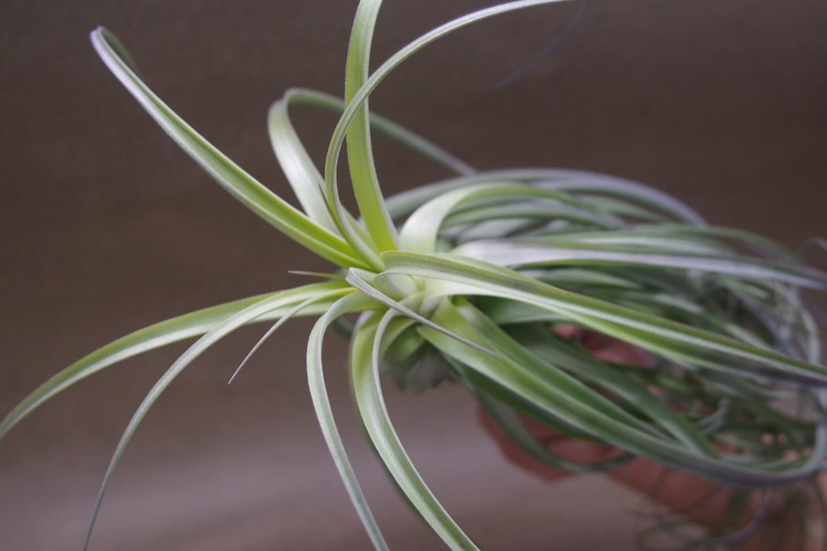 グーモン （ ストリクタ × デュラティ ） 04号 | air-plants TENGU-DO