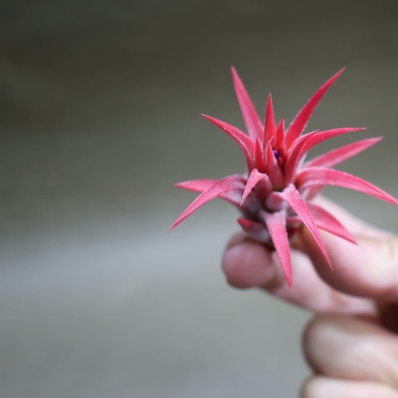 マヤンベース （ イオナンタ選抜種）13号 | air-plants TENGU-DO