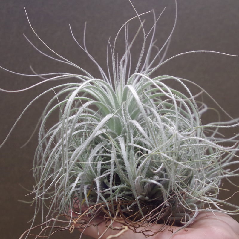 テクトラム クランプ01号 | air-plants TENGU-DO