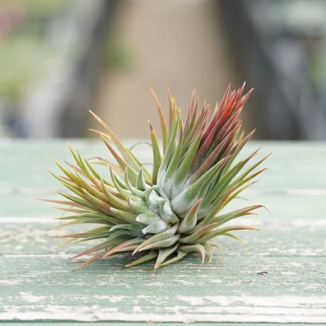CATEGORY 品種名：I/J/K/L | air-plants TENGU-DO