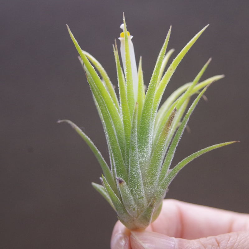 イオナンタ アルビノ 19号 | air-plants TENGU-DO