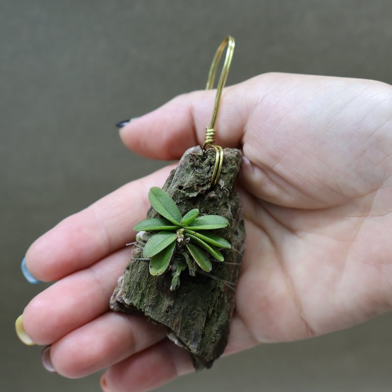 ショエノルキス フラグランス 24号 | air-plants TENGU-DO