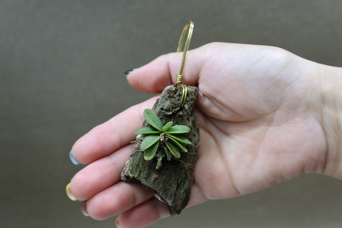 ショエノルキス フラグランス 24号 | air-plants TENGU-DO