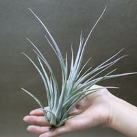 イオナンタ アルボマージナータ 48号 | air-plants TENGU-DO