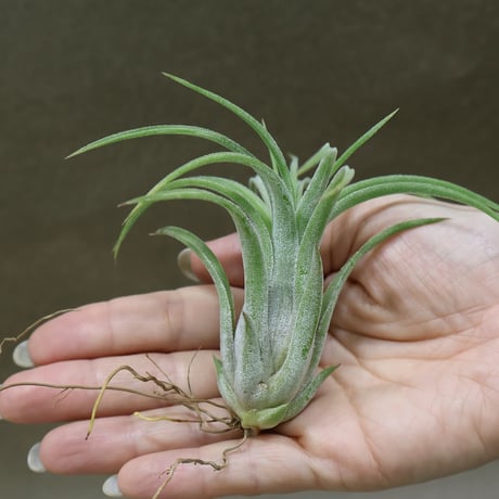 CATEGORY 品種名：M/N/O/P | air-plants TENGU-DO