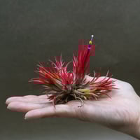 セレリアナ ミニパープル 11号 ※送料込 | air-plants TENGU-DO