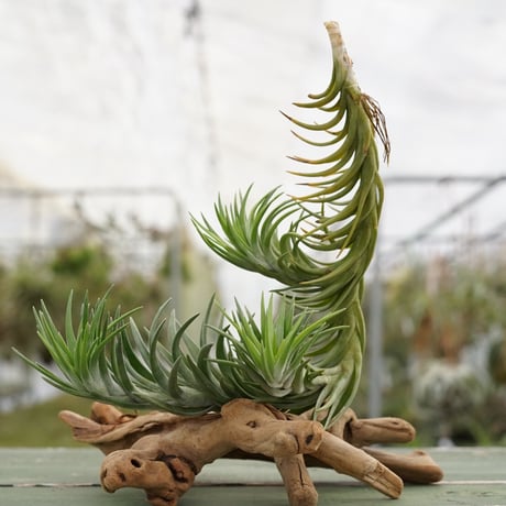 air-plants TENGU-DO