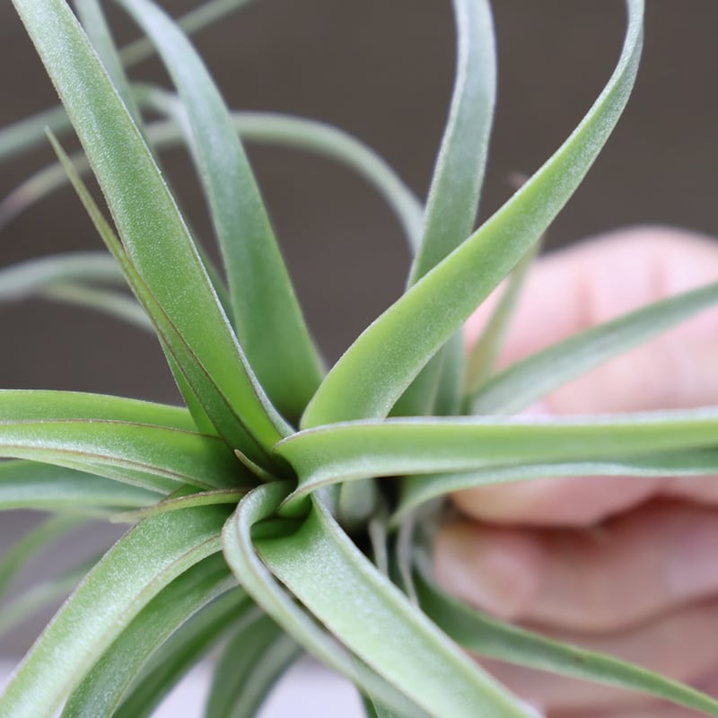 チランジア コンコロール × ストレプトフィラ セレクテッド チランジア コンコロール × ストレプトフィラ セレクテッド