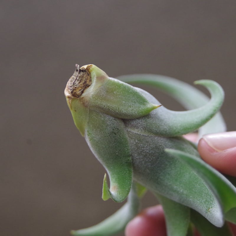 ベアコレアーレ × ディグエティ01号 | air-plants TENGU-DO