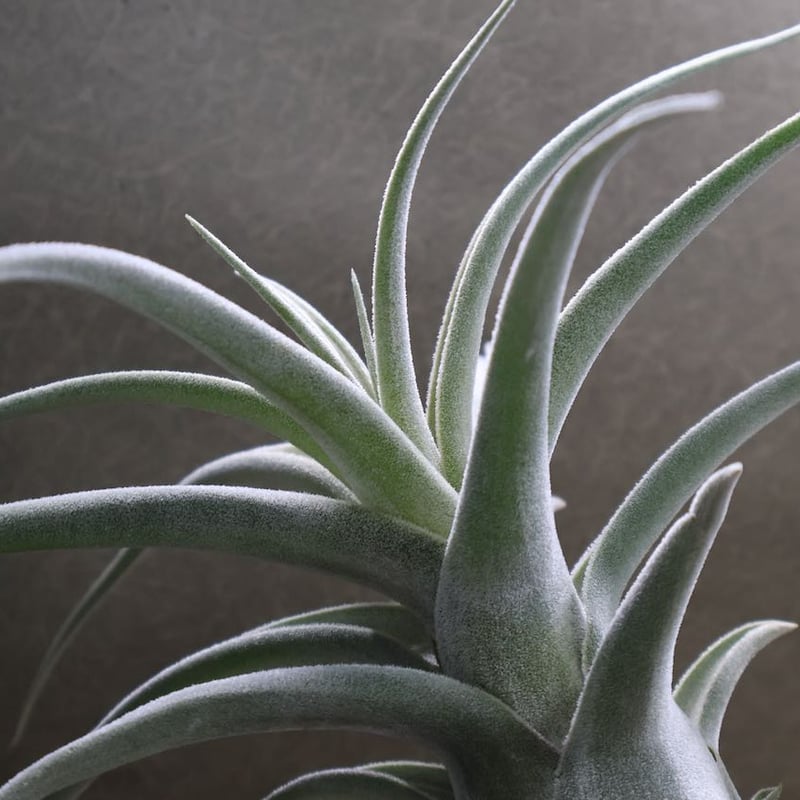 エーレルシアナ ハイブリッド 01号 | air-plants TENGU-DO