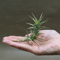 ハリシー × キセログラフィカ 01号 | air-plants TENGU-DO