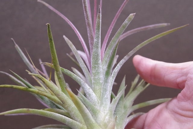 シーディアナ×イオナンタストリクタ 05号 | air-plants TENGU-DO