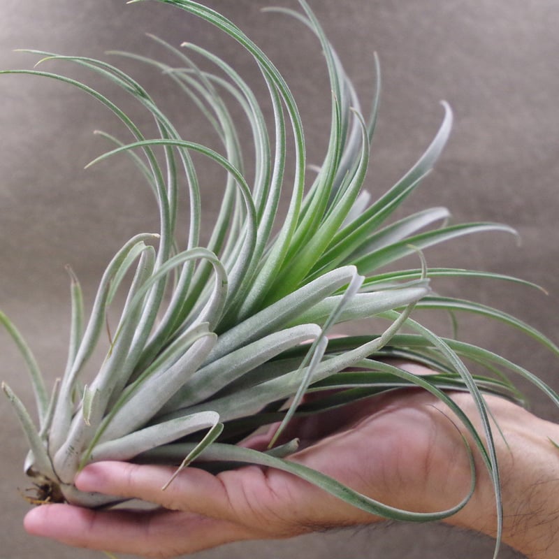 み*お様 チランジア コンコロール✕ カピタータ Frontier Plants】オンラインストア5月5日入荷予定のチランジア