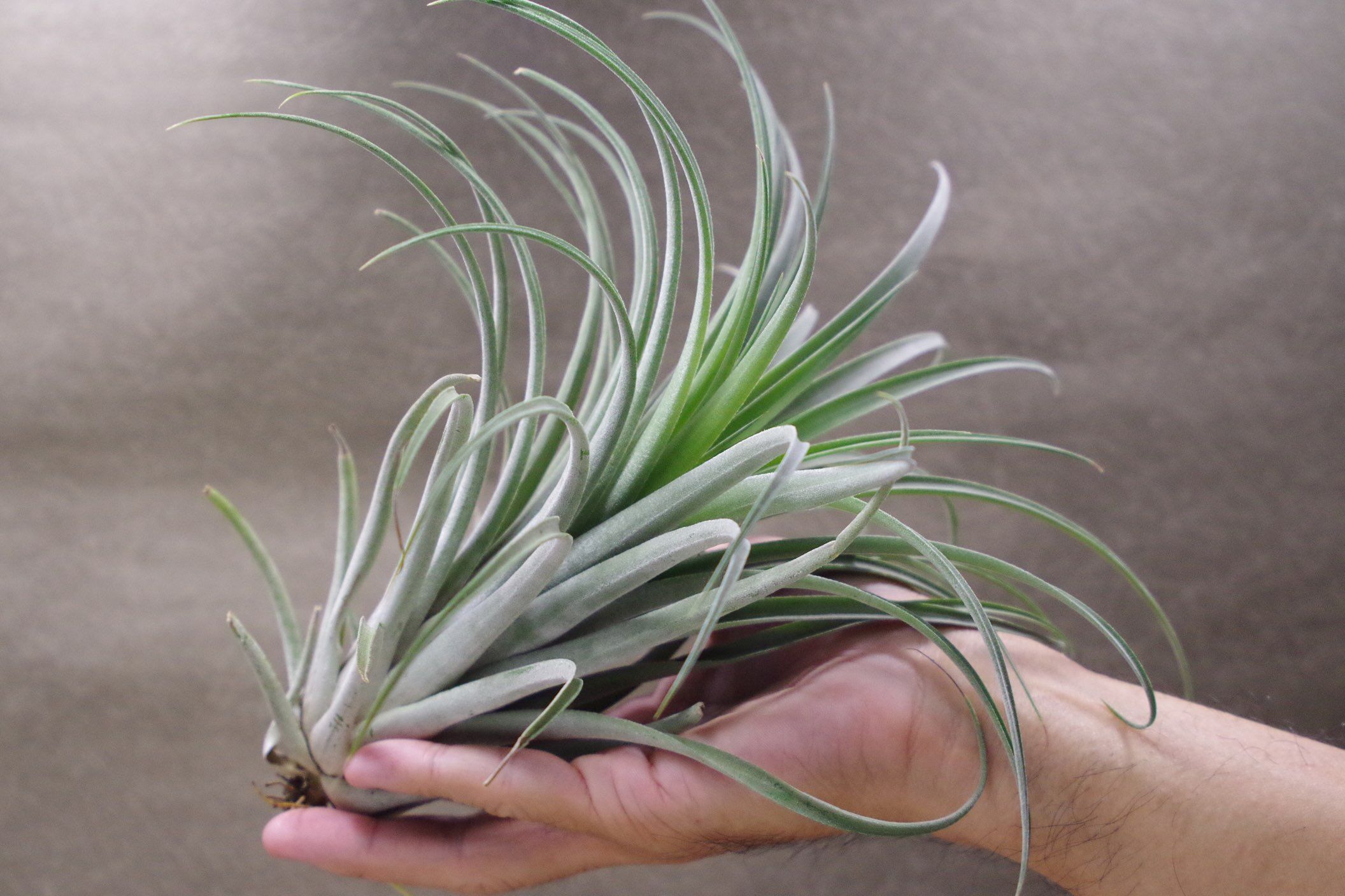 カピタータ オレンジ × イオナンタ 04号 | air-plants TENGU-DO
