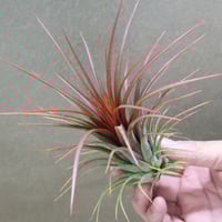 ベアコレアーレ × ハリシー 02号 | air-plants TENGU-DO