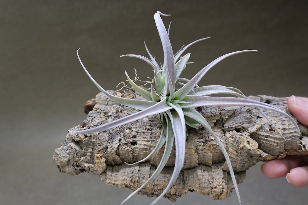 チアペンシス ギガンテスコ 22号 | air-plants TENGU-DO