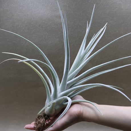 CATEGORY 品種名：E/F/G/H | air-plants TENGU-DO