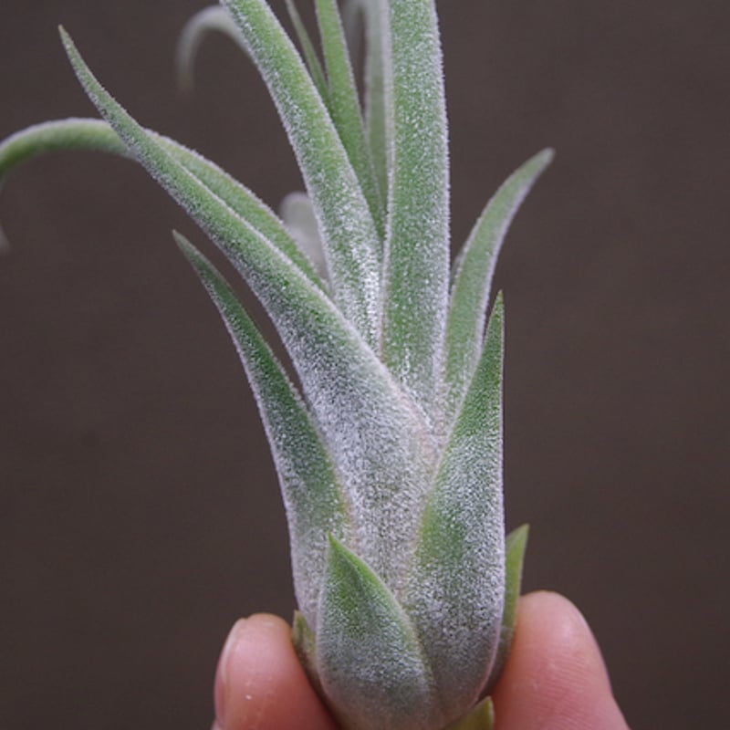 チランジア キューティーパイ Tillandsia Cutie Pie Tillandsia Cutie Pie - (T. ehlersiana x pueblensis), Koide