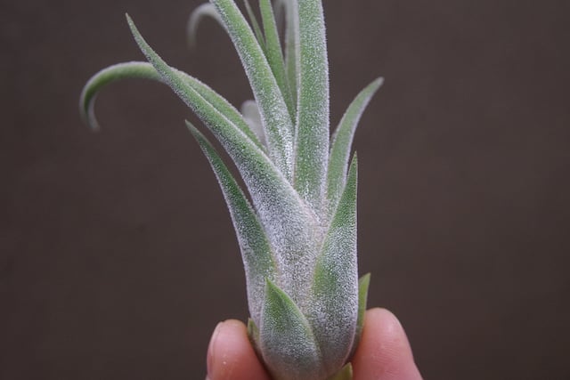 チランジア キューティーパイ Tillandsia Cutie Pie チランジア キューティーパイ Tillandsia Cutie Pie Tillandsia