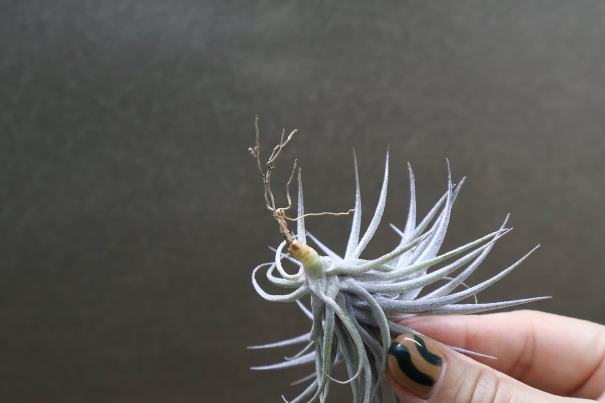 スークレイ 28号 | air-plants TENGU-DO