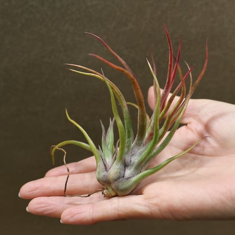 ヘドロ沼 様　ご確認用　イオナンタ　プレデター イオナンタの希少種 『プレデター』 特徴や相場は？ Tillandsia