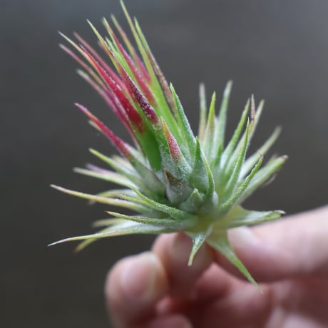 CATEGORY 品種名：I/J/K/L | air-plants TENGU-DO