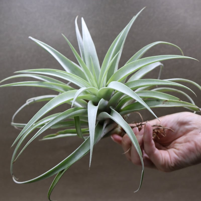 カピタータ シルバーローズ 44号 | air-plants TENGU-DO