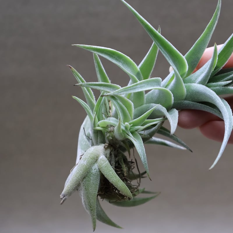 エディシアエ 68号 | air-plants TENGU-DO